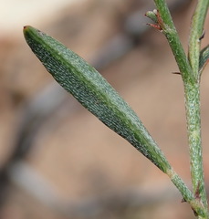 Indigofera leptocarpa