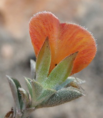 Argyrolobium pumilum