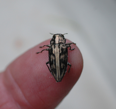 Chrysobothris acutipennis