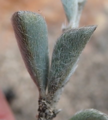 Argyrolobium pumilum