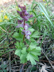 Corydalis cava cava