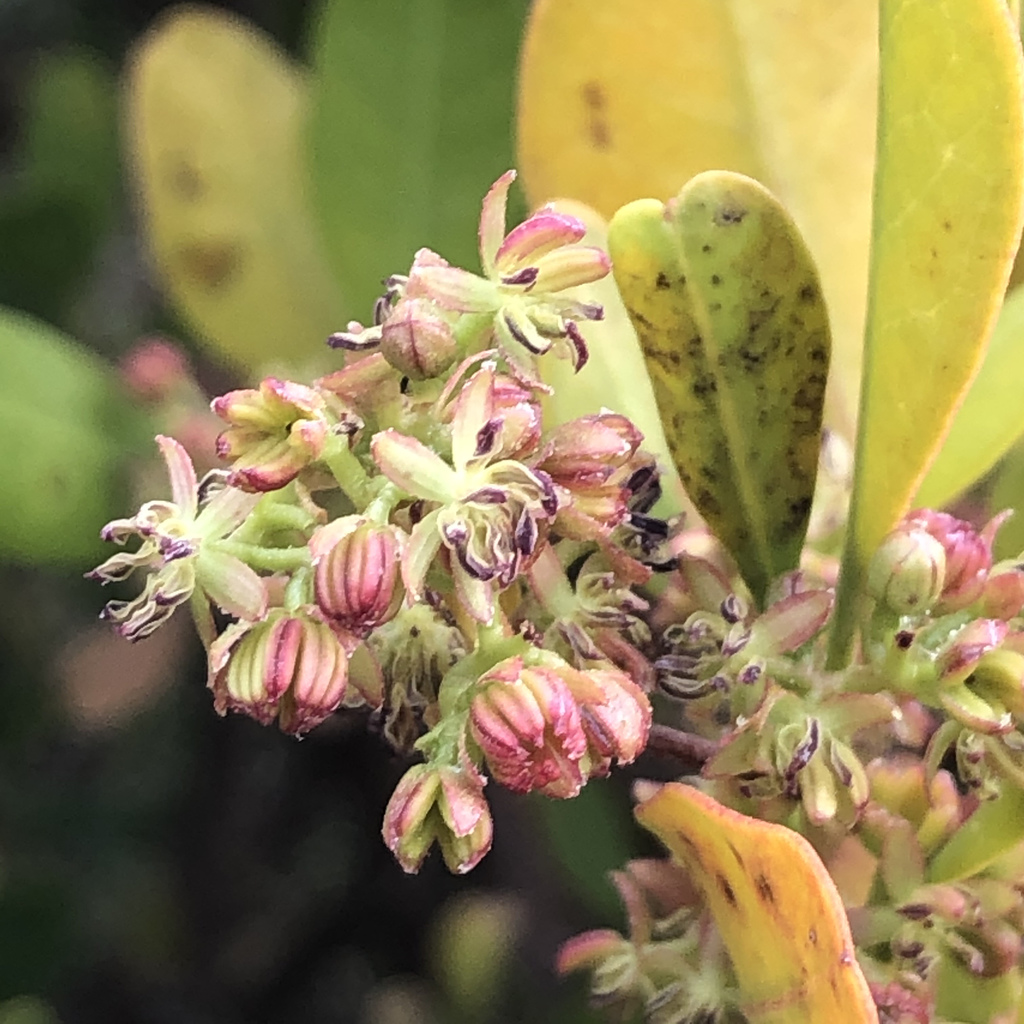 coast hop-bush