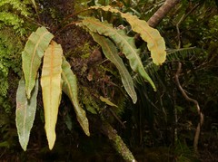 Elaphoglossum splendens