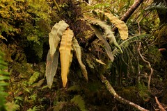 Elaphoglossum splendens