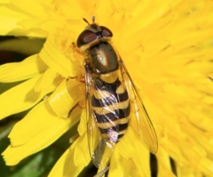 Syrphus