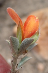 Argyrolobium pumilum