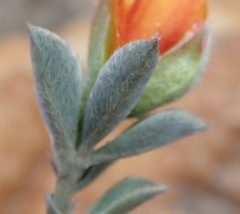 Argyrolobium pumilum