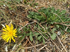 Grindelia greenmanii
