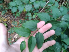 Halleria lucida