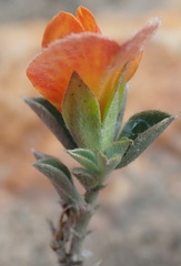 Argyrolobium pumilum