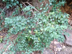 Halleria lucida