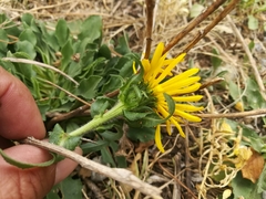 Grindelia greenmanii