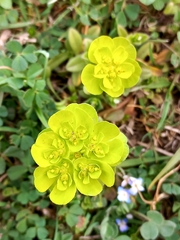 Euphorbia helioscopia