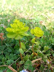 Euphorbia helioscopia