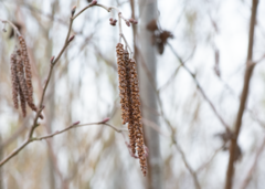 Alnus glutinosa