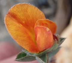 Argyrolobium pumilum