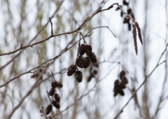 Alnus glutinosa