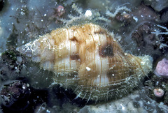 Pollia wagneri