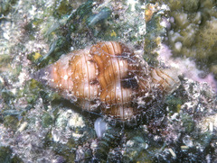 Pollia wagneri