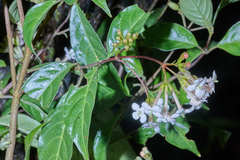 Donnellyanthus deamii