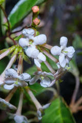 Donnellyanthus deamii