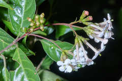 Donnellyanthus deamii