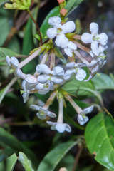 Donnellyanthus deamii