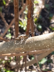 Rhagium