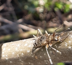Rhagium