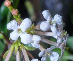 Donnellyanthus deamii