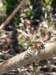 Rhagium