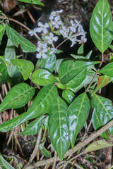 Donnellyanthus deamii