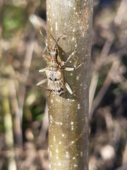 Rhagium