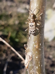 Rhagium