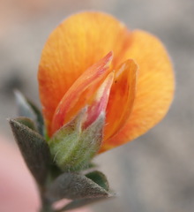 Argyrolobium pumilum