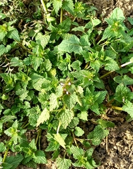 Lamium purpureum