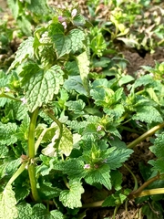 Lamium purpureum