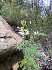 Astragalus trichopodus