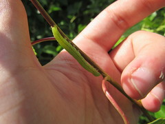 Scoliopteryx libatrix