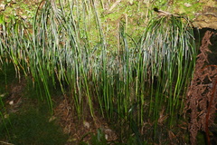 Vittaria isoetifolia