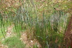 Vittaria isoetifolia