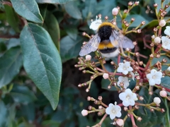 Bombus terrestris
