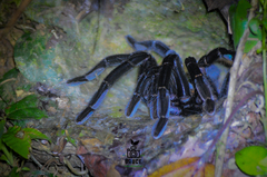 Cyriopagopus doriae