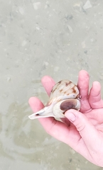 Fulguropsis pyruloides