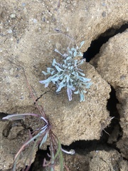 Hesperevax sparsiflora