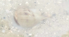 Fulguropsis pyruloides