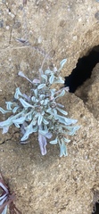 Hesperevax sparsiflora