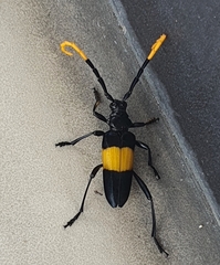 Pachyteria dimidiata