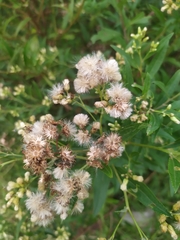 Baccharis punctulata