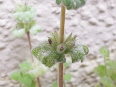 Neoerysiphe galeopsidis